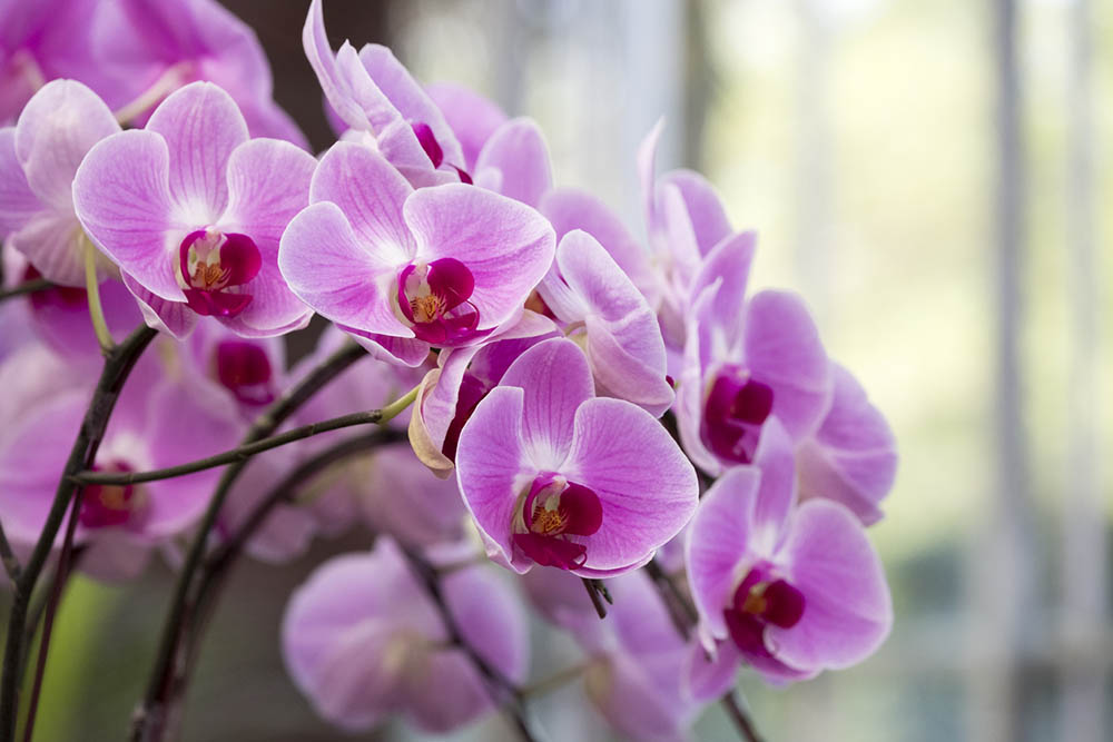 Орхидея е символ на естетиката и творческото начало
