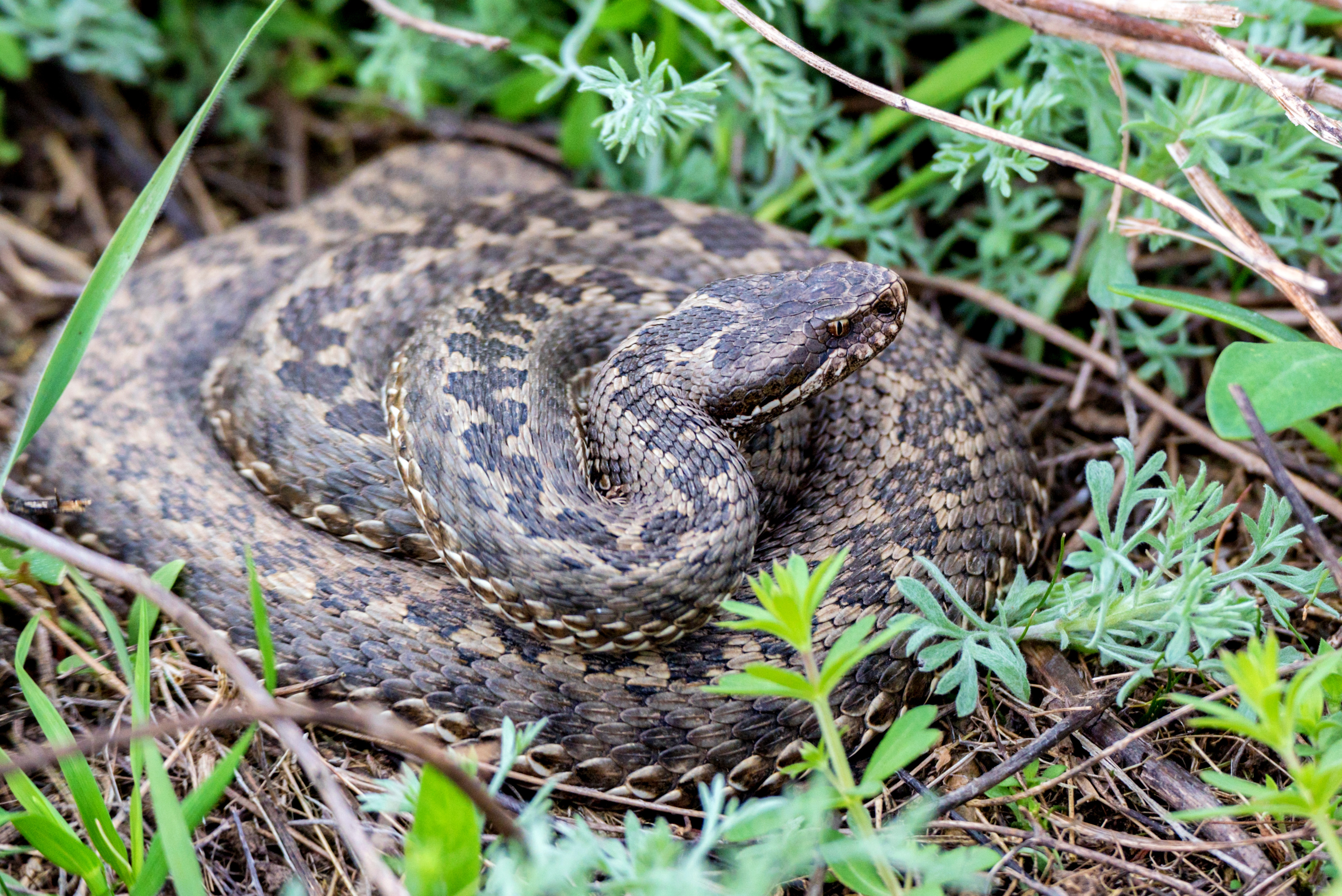 Видове Отровни Змии в България