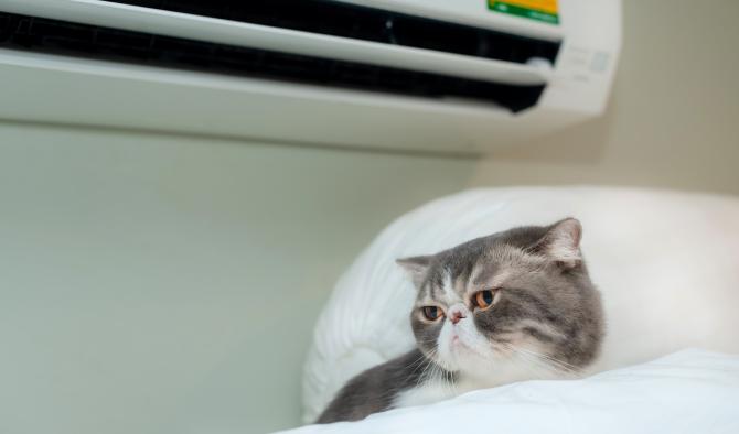 котка под японски климатик комфорт