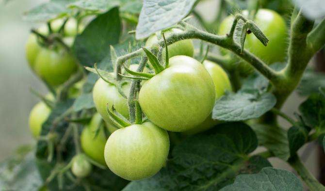 зелени домати за рязане с ножица за клони
